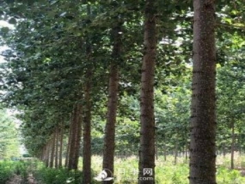 河南周口：培育出不飞絮的杨树新品种