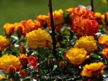 安阳市滑县森林公园月季花开放，赏花打卡正当时