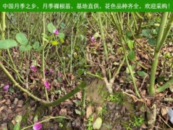 上海龙凤419：月季裸根苗的选购、栽植、肥水、养护技术大全