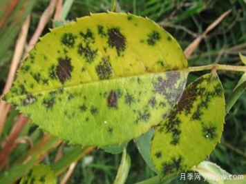 深秋天季节月季出现斑点的病害原因与防治