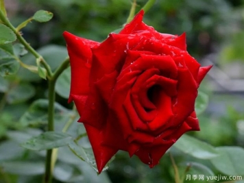 2023年情人节十大玫瑰品种销量榜，卡罗拉位居首位