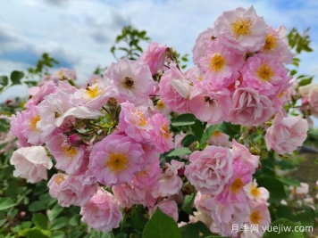 山木香和野蔷薇的辨识区别