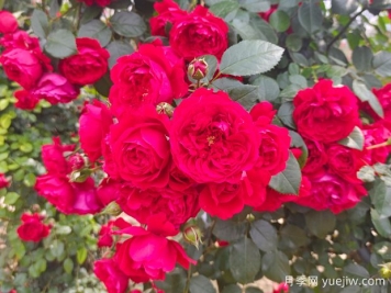 6款红色系的藤本月季品种，适合打造网红花墙
