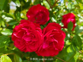 月季红木香爆花机器，花艳丽花量大花期长