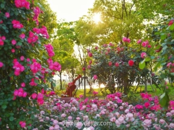 上海前滩休闲公园，月季花海盛景等你赏
