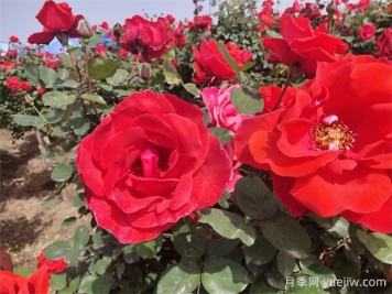 月季、玫瑰、蔷薇分别是什么？如何区别？