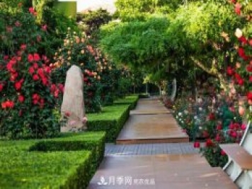 秦皇岛适合养月季花，市花和市树是什么